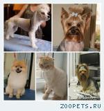 Стрижка кошек и собак