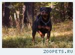 Фотосъемка собак и кошек