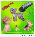 Стрижки маленьких собачек. Услуги грумера. 