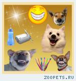 Чистка зубов у собак ультразвуком без наркоза