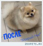Зоосалон "Мокрый нос" предоставляет полный спектр услуг по уходу