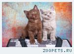 Фотосъемка животных