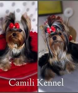 Camili
