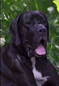Folc Dog