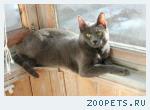 кошка,русская голубая, 1 год, кличка Муся, глаза зелёные, окрас серый