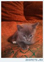 котенок