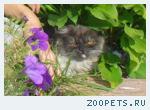 Кот Том