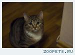 Домашний кот