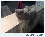 Кот Грей