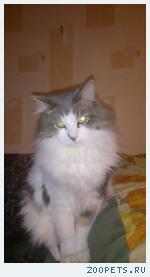 Кот Максик