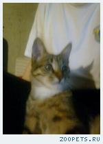 котик
