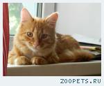 Кот,Домашний