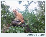 Кот "Рыжик"