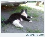 Кот Маркиз