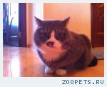 Кот ( Мурзик)
