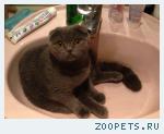 кошка
