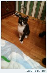 Котенок Тишка