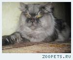 Кот Серафим