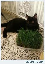 Кот Гуччи порода не определена