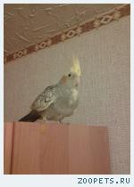 Попугай Нимфа корелла