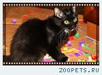котенок
