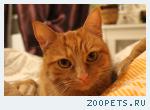 кошка