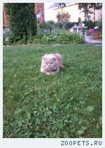 кошка, вислоухая британская