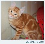 пропал котик
