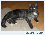 Пропал котик
