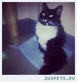 найден кот