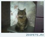 кот Барсик г.Дмитров ул. Космонавтов д.22