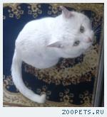 Пропал белый кот