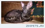 Кот, корниш -рекс