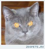 кот британец