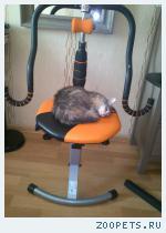 кошка