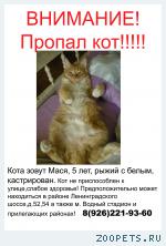Пропал рыжий кот