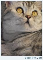 кот породы Шотландская, окрас Вискас