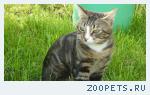 КОТ -ФОМА