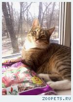кошка