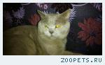 кот Бароша