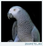 Попугай