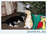 Пропал кот