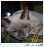 Тайский кот
