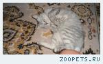 Кот, домашний