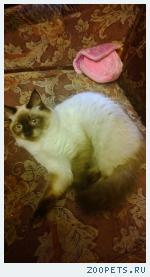 Котенок