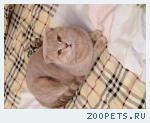 Кот вислоухий шотландец