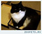 кот Ефим