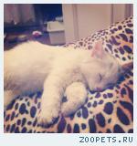 Котенок