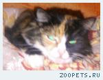 кошка
