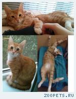 домашний кот
